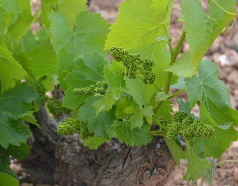 Las viñas nos anuncian que va a ser una buena cosecha la de este año 2016.