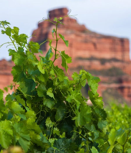 DO-Calatayud-wine-bodegas-San-Gregorio-gallery-02