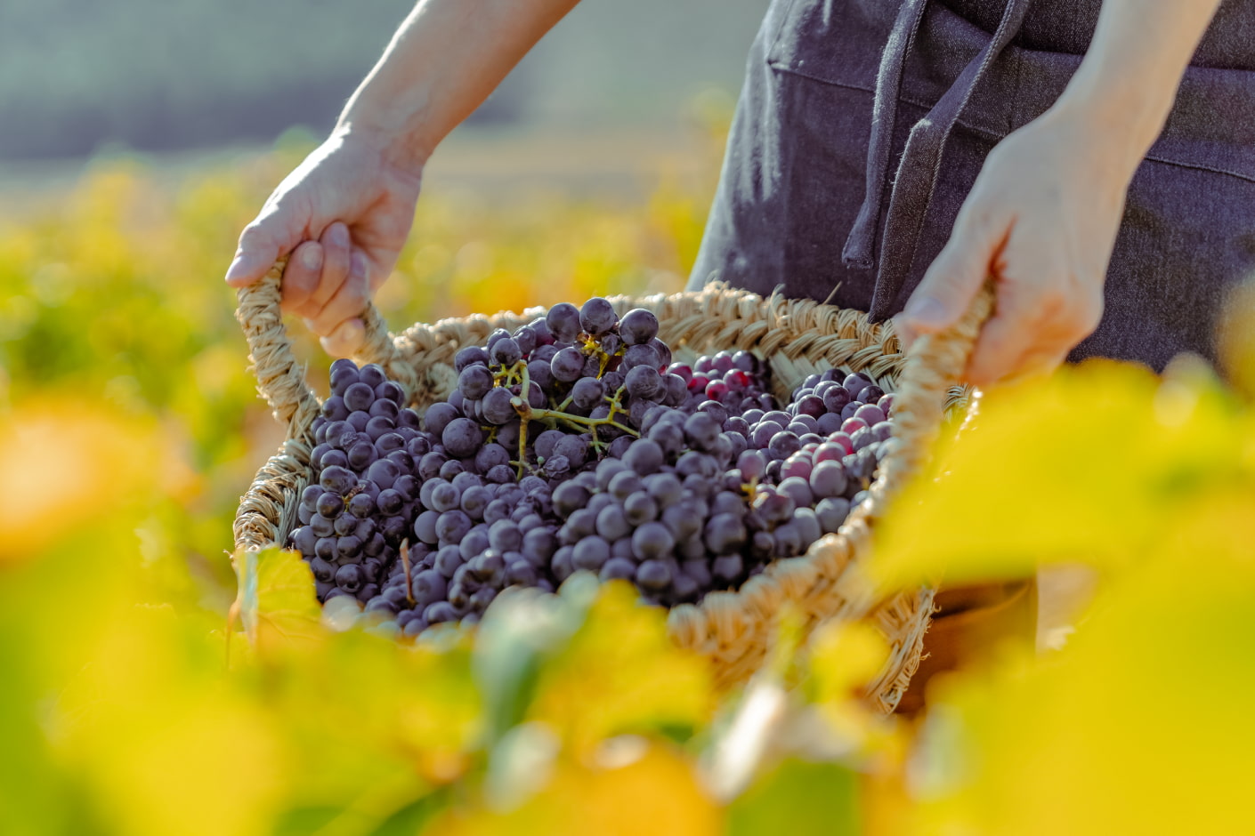 garnacha