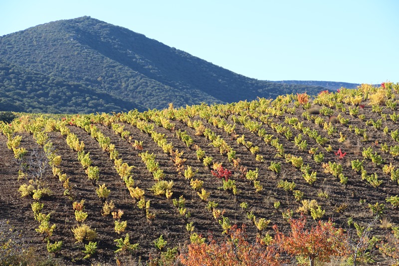  LAS BODEGAS DE LA  DOP CALATAYUD APUESTAN POR EL VINO ECOLÓGICO