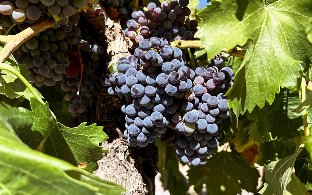 LA UVA GARNACHA DE LA D.O.P. CALATAYUD LUCE MUY SANA AL 80% DE ENVERO