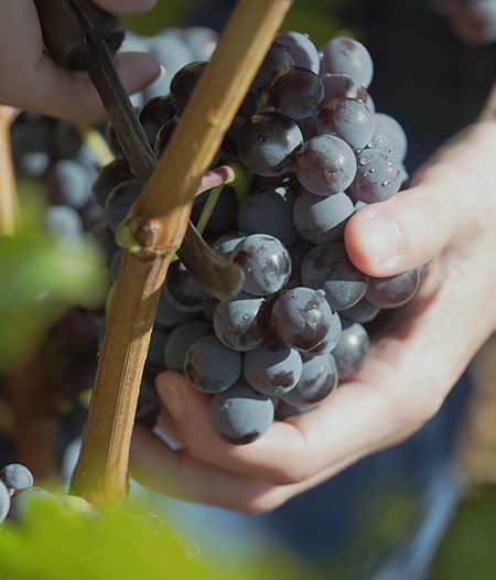 DO-Calatayud-wine-excepcionalmente-diferentes-garnacha-autoctona