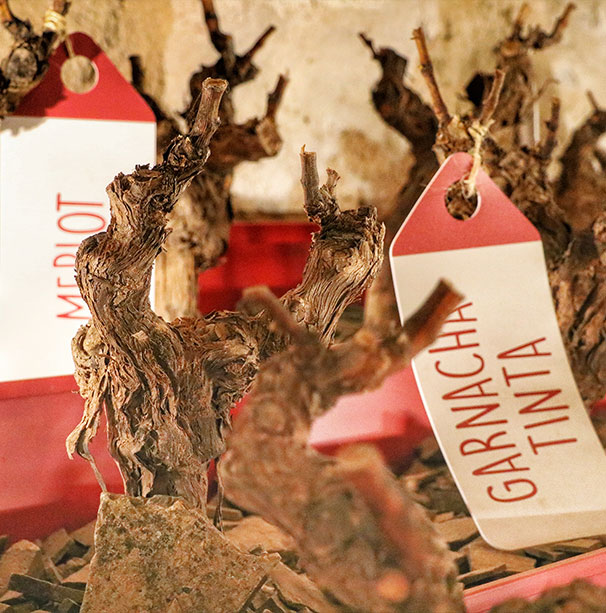 museo-del-vino-garnacha-tinta-dop-calatayud-wine-03
