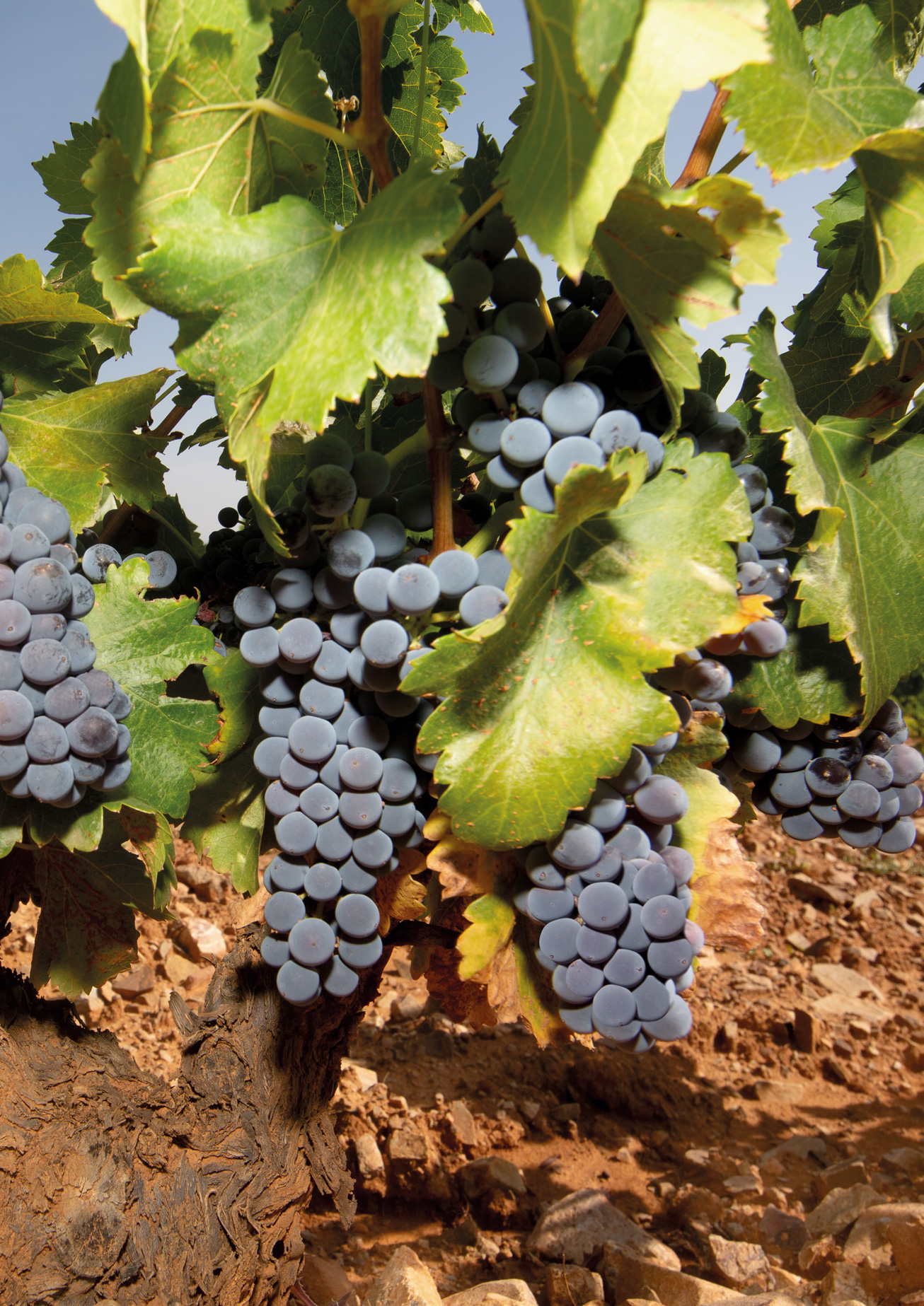 calatayud_wine_vendimia_2023_Garnacha