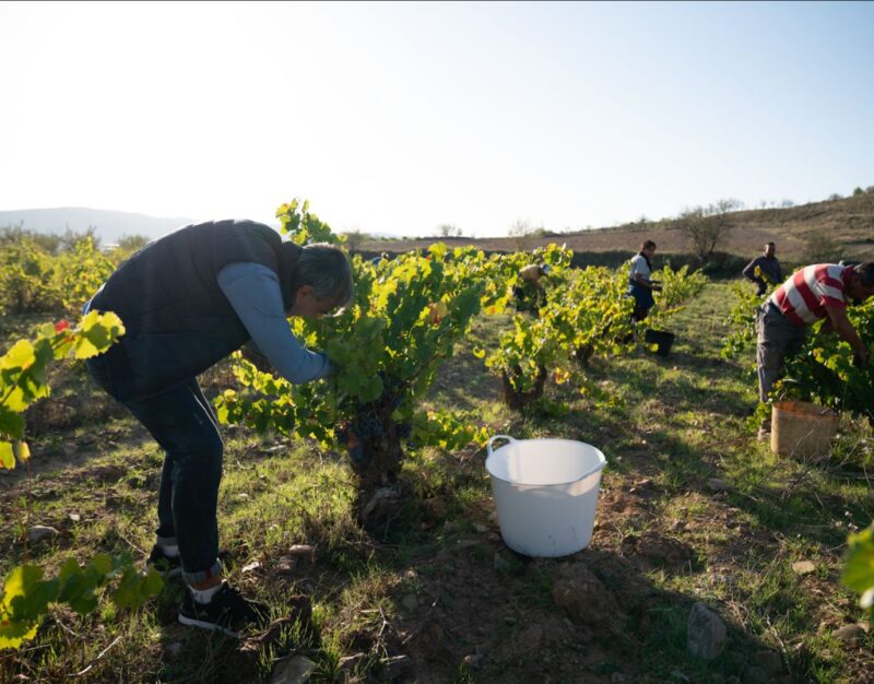 La vendimia en la DOP Calatayud concluye con 7 millones de kilos de uva de una calidad “excepcional”
